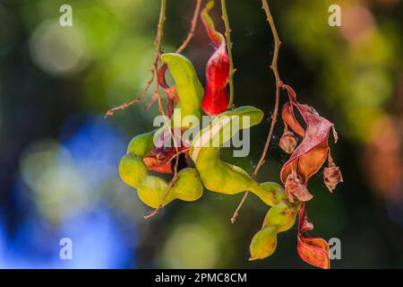 Angaben zur guamúchilFrucht oder zum Pithecellobium dulce aus dem