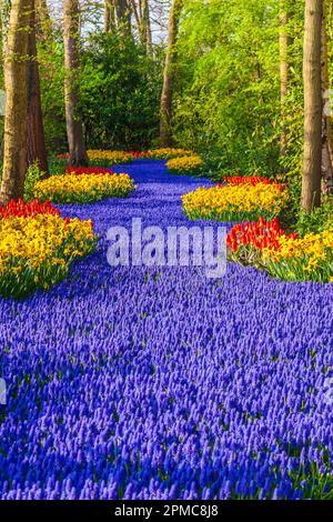 Garten Szene mit Muscari, Narzissen und Tulpen auf dem Keukenhof Gärten in South Holland in den Niederlanden. Stockfoto