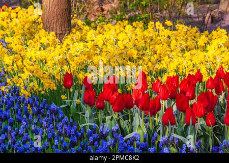 Gartenszene mit Muscari, Tulpen und Narzissen in den Gärten des Keukenhof in Südholland in den Niederlanden. Stockfoto