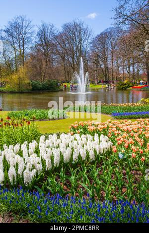 Gartenszene mit See und Brunnen in der Gartenanlage Keukenhof in den Niederlanden. (Holland). Hyazinthen, Tulpen, Imperiale und Muscari. Stockfoto