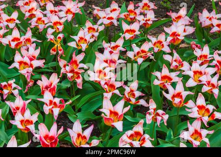 Tulip, Tulipa kaufmanniana 'ANCILLA', in der Gartenanlage Keukenhof. Stockfoto