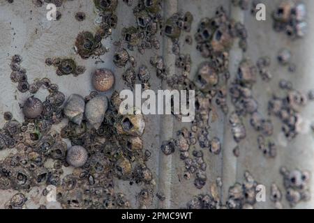 Salzwasserschnecken und Barnius, die bei Ebbe auf dem Steinpfeiler eines Piers wachsen. Stockfoto