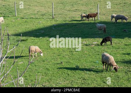 Schafherde auf einem Feld. Ländliches Gebiet Portugals. Spanien Stockfoto