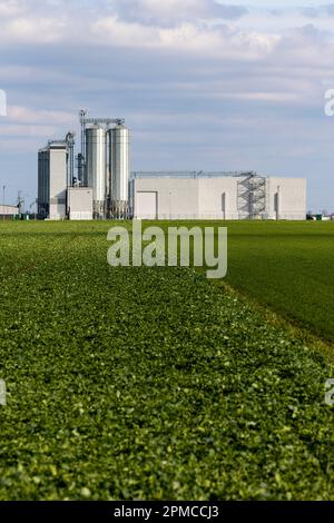 Eine Futtermittelfabrik vor dem Hintergrund grüner landwirtschaftlicher Felder. Getreidesilos neben der Verarbeitungsanlage. Foto bei sonniger Sonne Stockfoto