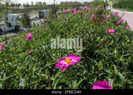 Nahaufnahme einer Blume in einem städtischen Park entlang einer zweispurigen Straße, gesäumt von duftenden blühenden Rosenpflanzen Stockfoto