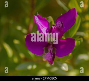 Polygala Myrtifolia, Evergreen Shrub mit violetten Blumen. Stockfoto