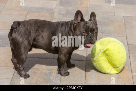 2 Jahre Blaulila Männlicher Franzose. Hinterhof in Nordkalifornien. Stockfoto