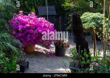 Fantastische rosafarbene Blüte aus Rhododendron (Azalea) im Topf im Agapante-Garten in Normande Mai 13: Topfpflanzen vielleicht zum Verkauf. Kiefernbaum al Stockfoto