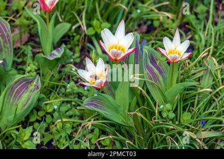 Nahaufnahme einer Gruppe rosiger Rottöne mit weißen Rändern an der Außenseite, schneeweiße Tulpen an der Innenseite, die einen Stern im Sonnenlicht Tulipa clusiana bilden. Stockfoto