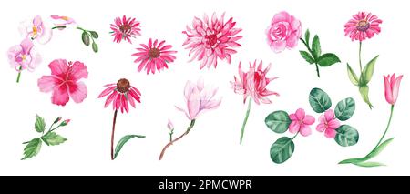 Große, wässrige pinkfarbene Blumen. Wilde, exotische, Garten, Baum, Hausblumen, Kräuter. Handgezeichnete botanische Darstellung isoliert auf weißem Hintergrund Stockfoto