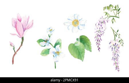 Set in Aquarellfarben mit Blumenmuster. Baumblumen, Magnolie, Jasmin, Kiwi, Wisteria. Handgezeichnete botanische Darstellung isoliert auf weißem Hintergrund. Botanisch Stockfoto