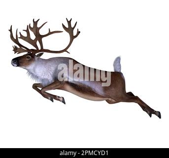 Die Caribou-Rentiere, auch Rentier genannt, leben in den nördlichen Regionen Europas, Sibiriens und Nordamerikas. Stockfoto