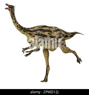 Gallimimus war ein Allesfresser theropode Saurier, die in der Mongolei während der Kreidezeit lebten. Stockfoto