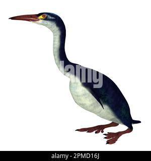 Hesperornis ist eine Gattung der flugunfähigen Wasservögeln, die in der Kreidezeit lebte. Stockfoto