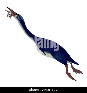 Hesperornis ist eine Gattung der flugunfähigen Wasservögeln, die in der Kreidezeit lebte. Stockfoto