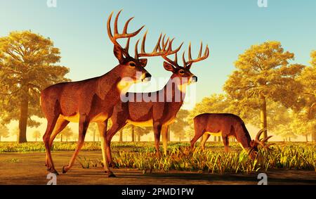 Der pflanzenfressende Weißschwanzhirsch lebt in Nord- und Südamerika und ist eine reichliche Art. Stockfoto