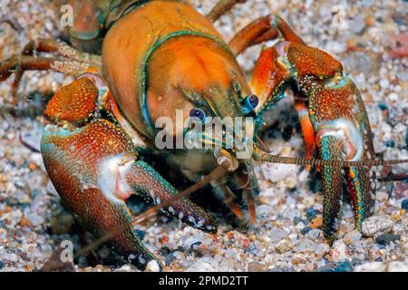 Signal Flusskrebse, Pacifastacus leniusculus, Big Sur River, Big Sur, Monterey, Kalifornien, USA Stockfoto