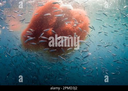 pazifische Sardinen, Sardinops sagax caeruleus, Krillkugel füttern, Thysanoessa spinifera, 9-Meilen-Bank, san diego, kalifornien, Pazifik Stockfoto