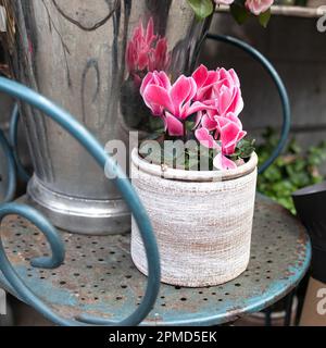 Rosa Cyclamen in einem runden Topf auf dem Stuhl als Dekoration eines Straßencafés Stockfoto