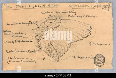 Zeichnung, Studie eines Sparrow's Wing; Francis Augustus Lathrop (amerikanisch, 1849 - 1909); USA; Graphit auf Papier; 9,6 x 16 cm (3 3/4 x 6 5/16 Zoll); 1914-38-215 Stockfoto