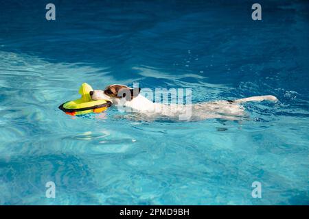 Jack Russell Terrier Hund schwimmt mit Spielzeug im Hinterhof Swimmingpool an einem sonnigen Sommertag Stockfoto