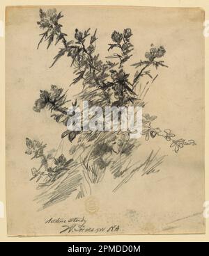 Zeichnung, Nature Study; Walter Shirlaw (amerikanisch, B. Schottland, 1838–1909); USA; schwarzer Stift auf cremefarbenem Papier; 22,5 x 19,8 cm (8 7/8 x 7 13/16 Zoll) Stockfoto