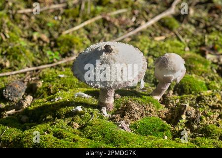 Ungenießbare Wildpilze auf dem mossigen Boden der Plantage Stockfoto