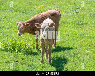 Zwei Longhornkälber stehen im Frühling auf einem üppigen grünen Feld. Stockfoto