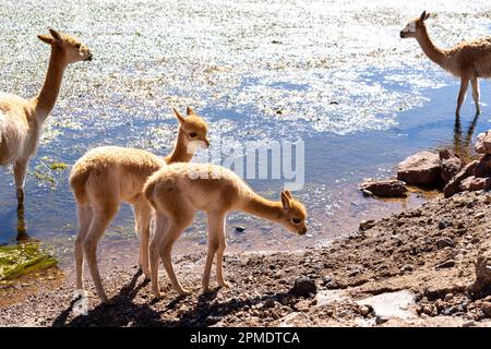 Vicuna Babys am Ufer des Wassers blicken beide direkt in die Kamera in der Nähe von San Pedro de Atacama, Chile. Stockfoto