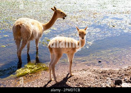 Eine Vikuna mit einem Vikuna-Baby am Rand des Wassers in der Nähe von San Pedro de Atacama, Chile. Stockfoto