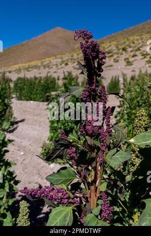 Ein Stiel Quinoa-Pflanzen auf einem Bauernhof in Bolivien. Stockfoto