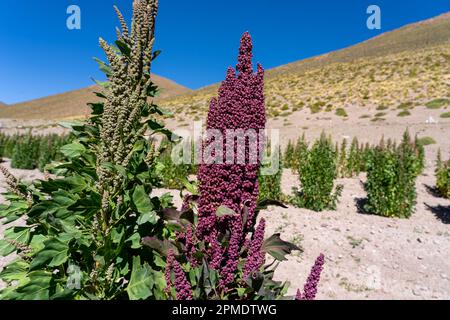 Ein Stiel Quinoa-Pflanzen auf einem Bauernhof in Bolivien. Stockfoto