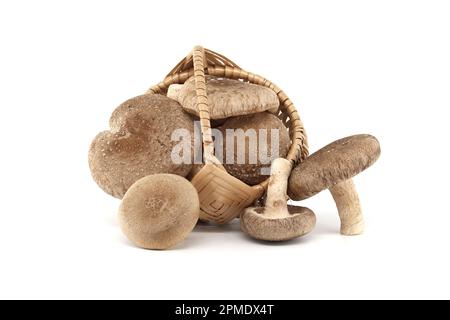 Shiitake-Pilze in geflochtenem Korb aus Weidenleder auf weißem Hintergrund. Lentinula edodes, Heilkräuter und Pilze Stockfoto