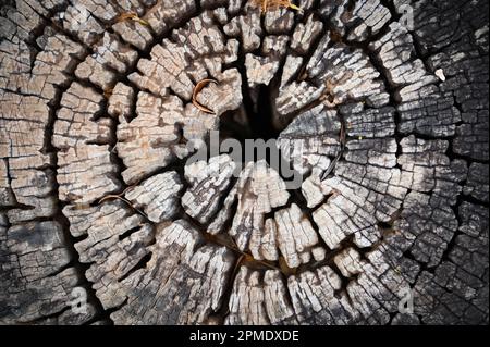 Blick auf den alten Baumstumpf von oben, idealer runder, heruntergeschnittener Baum mit jährlichen Ringen und Rissen. Holzstruktur – Struktur der Jahresringe auf dem Stumpf Stockfoto