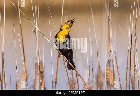 Im Bear River Migratory Bird Refuge, Utah, USA, singt ein männlicher Gelbkopf-Blackbird (Xanthocephalus xanthocephalus) sein Lied in einem Cattail Sumsh. Stockfoto