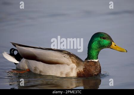 Männliche Stockente, die im Teich im Prince's Island Park, Kanada, schwimmt. Anas platyrhynchos Stockfoto