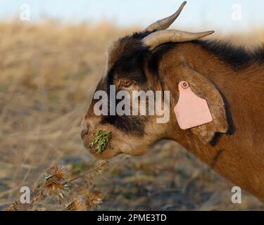 Gezieltes Weiden durch Hausziegen, die invasive Disteln fressen, zur umweltfreundlichen Unkrautbekämpfung im Nose Hill Park, Calgary, Kanada. Capra hircus Stockfoto