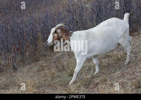 Braune und weiße Hausziege, die durch Grasland mit Sträuchern wandert. Das Tier ist Teil eines natürlichen Unkrautbekämpfungsprojekts im Nose Hill Park. Stockfoto