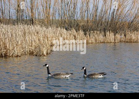 Zwei Kanadische Gänse schwimmen im Sturmwasserbehandlungstag in Calgary, Alberta. Branta canadensis. Stockfoto