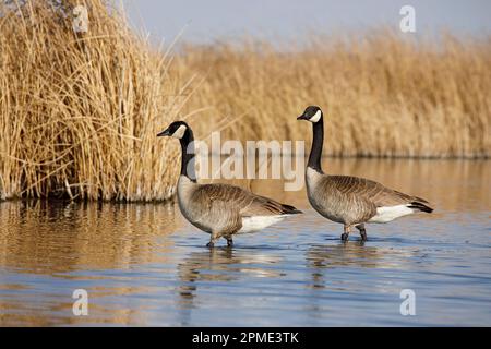 Zwei kanadische Gänse waten durch das Wasser am Ufer eines Sumpfes in der Frank Lake Conservation Area, Alberta, Kanada. Branta canadensis Stockfoto