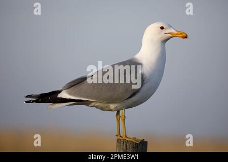 Kalifornische Möwe auf einem Zaunpfahl in der Frank Lake Conservation Area, Alberta, Kanada. (Larus californicus) Stockfoto