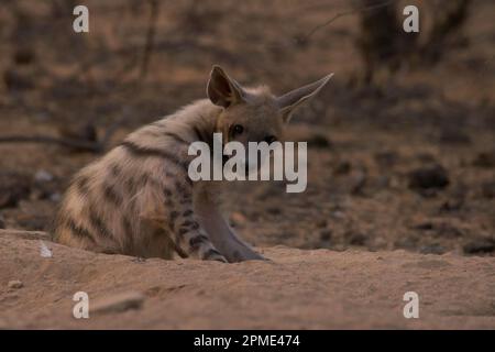Gestreifte Hyäne (Hyaena hyaena), jung im Arbeitszimmer Stockfoto