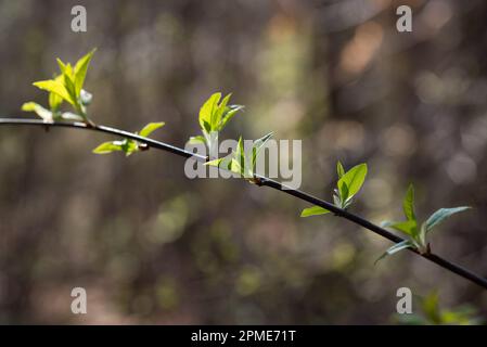 Grüne Frühlingsblase auf Teig-Nahaufnahme selektiver Fokus Stockfoto