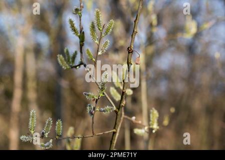 Weidengrüne weibliche Katzenmuscheln auf Zweignaht selektiver Fokus Stockfoto