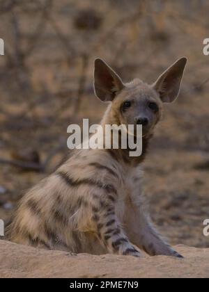 Gestreifte Hyäne (Hyaena hyaena), jung im Arbeitszimmer Stockfoto