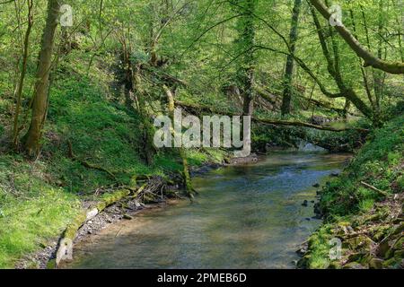 Fluss Duessel im berühmten Neandertal, Mettmann und Erkrath in der Nähe von Düsseldorf, Nordrhein-Westfalen, Deutschland Stockfoto