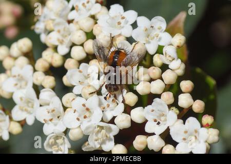 Tachina fera, vielleicht Tachina magnicornis (oft sehr ähnlich). Familie Tachinidae. Uber weiße Blüten eines Laurustinus oder Laurustin (Viburnum tinus). Stockfoto