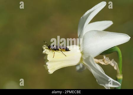 Weibliche Parasitenwespe der Unterfamilie Ichneumoninae, der Familie Ichneumonwasps oder der Ichneumonide (Ichneumonidae). Auf einer blassgelben Blume Stockfoto