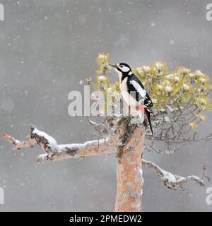 Woodpecker/Buntspecht ( Dendrocopos Major ) hoch oben auf einer Kiefer im Winter, herabfallender Schnee, Wildtiere, Europa. Stockfoto