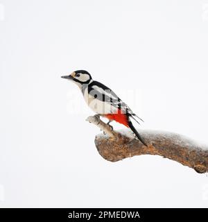 Großer Specht ( Dendrocopos Major ) auf einem Zweig im Winter thront, beobachten, minimalistisch in weiß, Tierwelt, Europa. Stockfoto